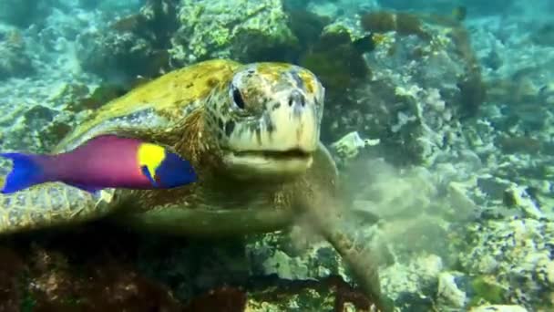 Extremely Closeup Footage Turtle Eating Algae Seaweed Coral Reef Galpagos — Stock video