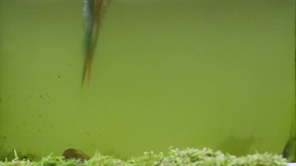 Unique Underwater Shot Kingfisher Catching Fish — 비디오