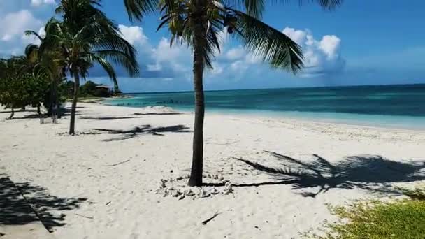 Stunning Landscape Palms Trees Lie White Sand Beach Caribbean Island — Stockvideo