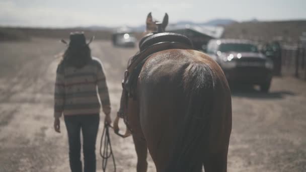 Horse Walking Getting Led Cowgirl Beautiful Horse Walking Horses Walking — Wideo stockowe