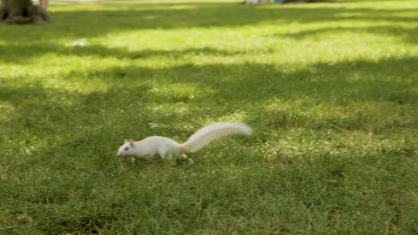 Albino Squirrel White Fur Red Eyes Handles Nut Large Seed — 图库视频影像