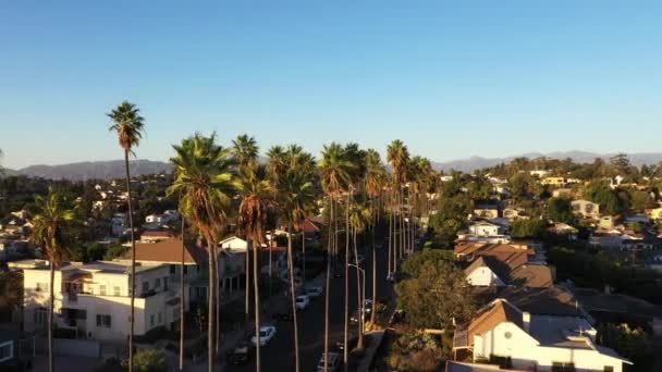 Beautiful Sunset Drone Shot Palm Tree Lined Street Dotted Large — 비디오