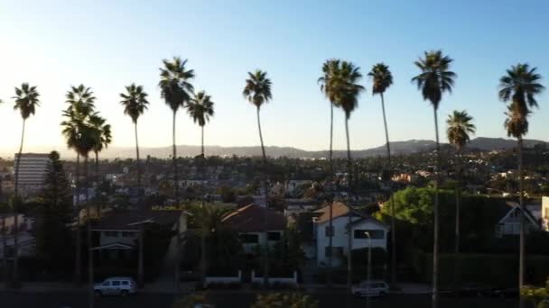 Beautiful Drone Shot Panning Palm Tree Lined Street Dotted Houses — 비디오