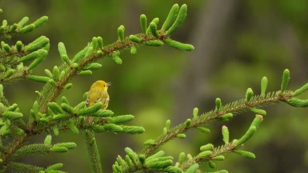 Tiny Female Yellow Warbler Songbird Perched Green Pine Forest Branches — 비디오