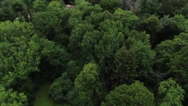 Aerial Tilt Green Treetops Forest Foliage Summertime Wisconsin — Stock Video