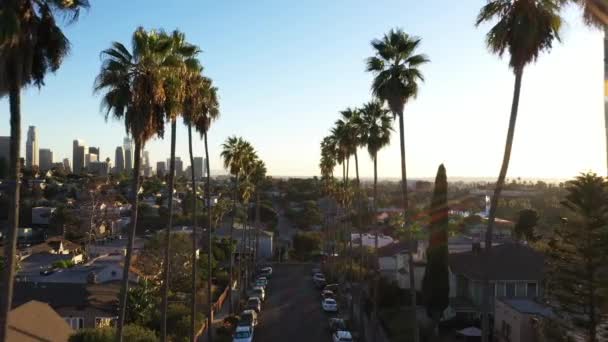 Beautiful Golden Hour Drone Shot Palm Tree Lined Street Dotted — 비디오