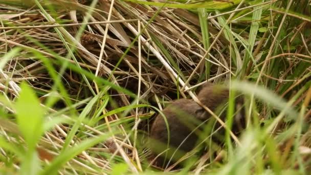 かわいいフィールドマウスは 草の農業の牧草地の生息地に隠れて食べ物を探しています — ストック動画