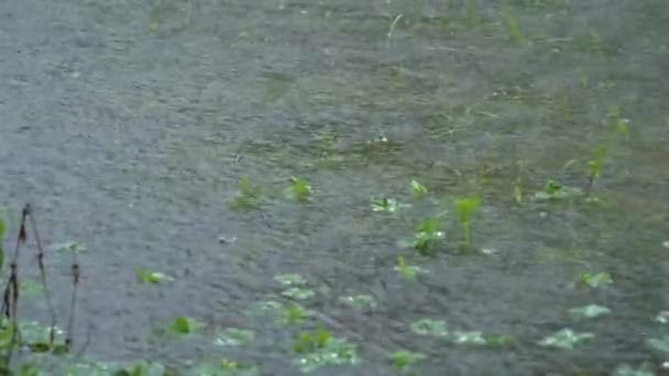 Static Shot Intense Rain Falling Surface Lake Tropical Storm — Stock Video