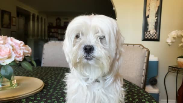 Nada Más Que Amor Espera Este Amistoso Terrier Blanco Roxy — Vídeos de Stock