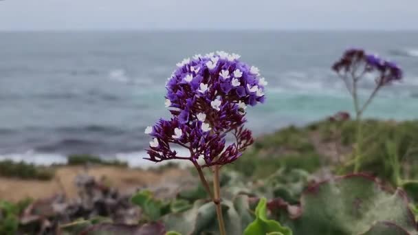 Lila Und Weiße Lavendelblüten Aus Nächster Nähe — Stockvideo