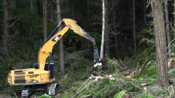 Yellow Feller Buncher Taking Pine Tree Stripping Its Branches Slow — Stok video