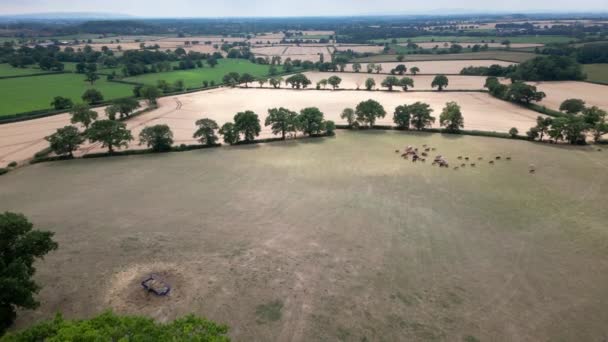 Aerial View Wheat Fields Ready Harvest Land Worcestershire England — Stockvideo