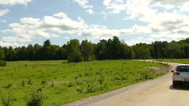 Large Group Canadian Geese Green Field — Vídeo de Stock