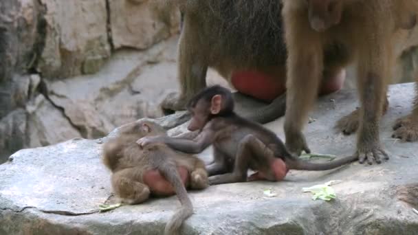 Hamadryas Baboon Baby Playing Another Baboon Pulled Its Mother Zoo — стоковое видео