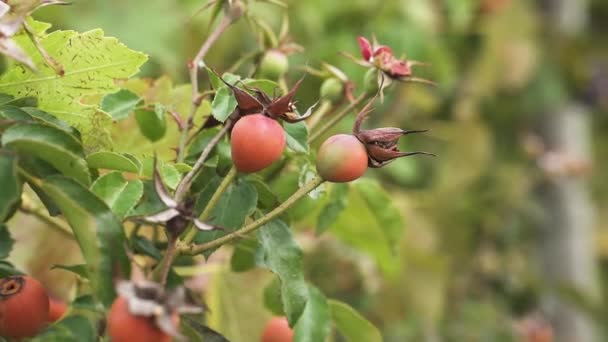 Rose Hip Red Fruits Vinery Close — Stock Video