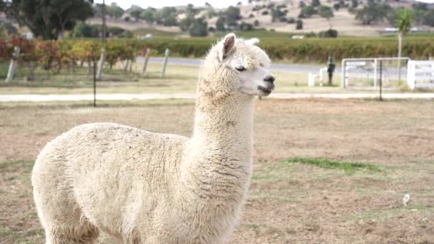Domestic White Llama Standing Countryside Farm Close — Wideo stockowe