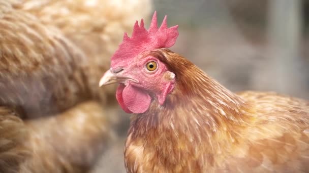Side View Chicken Hen Red Comb Wattles Close — Video Stock