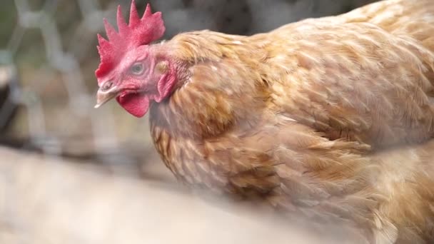 Curious Chicken Wire Mesh Fence Poultry Coop Farm Close — Vídeo de Stock