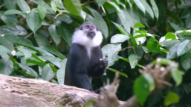 Hoest Monkey Sitting Tree Log Forest Close — Stockvideo