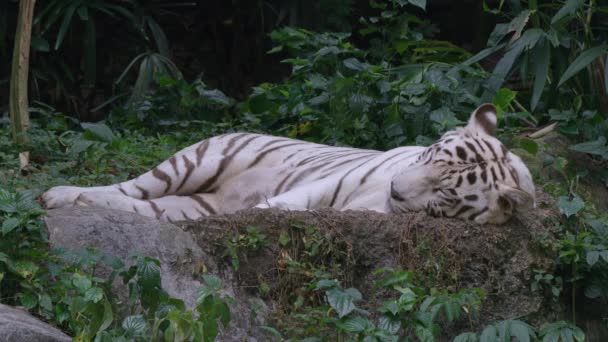 White Tiger Full Body Bleached Tiger Sleeping Forest Ground Close — 图库视频影像