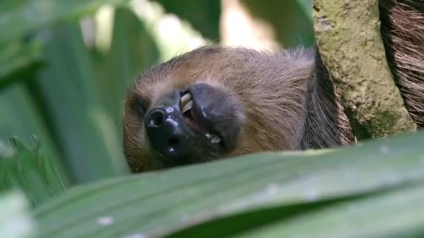 Closeup Two Toed Sloth Sleeping Sticking Its Tongue Out Hanging — Video