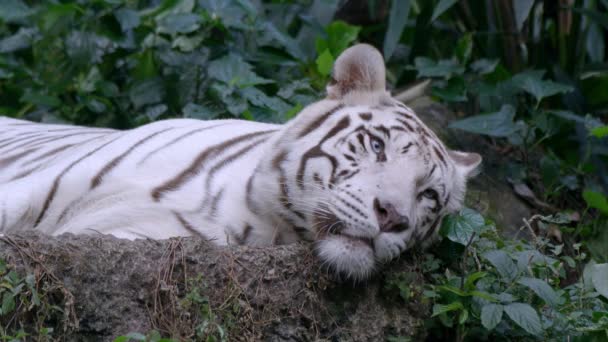 Sleepy White Tiger Resting Lying Ground Forest Close — Stock Video