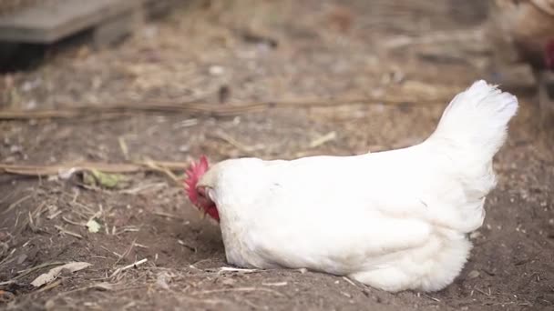 Pollo Blanco Picando Insectos Suelo Cerca — Vídeos de Stock