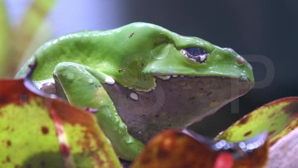 Zbliżenie Olbrzymiej Żaby Liściastej Phyllomedusa Bicolor Zoo — Wideo stockowe