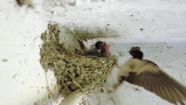 Swallow Mother Bird Feeding Its Babies Mud Pellets Nest Close — Vídeo de Stock