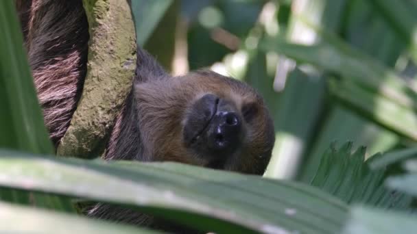 Sloth Met Twee Tenen Die Ondersteboven Hangen Aan Boomtakken Achter — Stockvideo