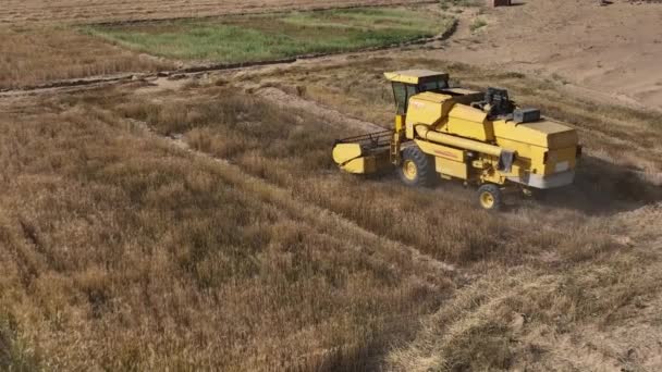 Aerial View Yellow Combine Harvester Working Rural Punjab Field Zoom — 비디오