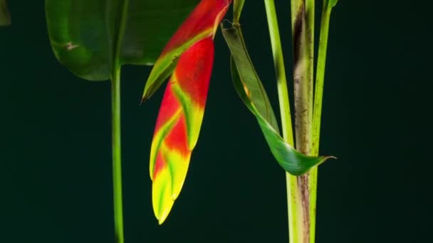 Heliconia Rostrata Hanging Lobster Claw False Bird Paradise Flowering Plant — Wideo stockowe