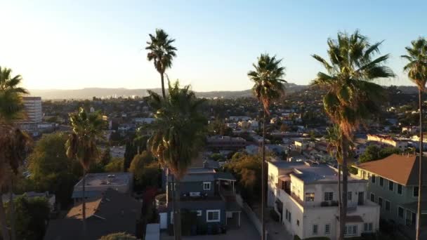 Beautiful Drone Shot Neighborhood Los Angeles California Showing Palm Trees — 비디오