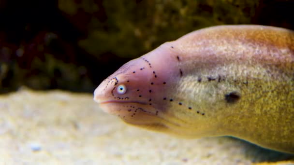 独具特色的几何图形鳗鱼 灰背鳗鱼 在水下拍摄的剖面图 — 图库视频影像