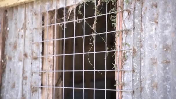 Mirando Viejo Cobertizo Abandonado Través Ventana Del Panel Metal Inclinación — Vídeo de stock