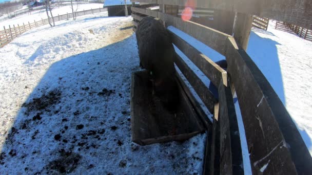 Javali Selvagem Alimentando Dentro Parque Natural Langedrag Noruega Dia Ensolarado — Vídeo de Stock