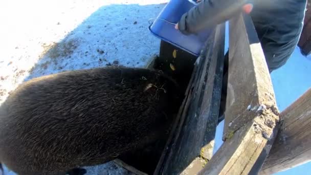 Persona Che Svuota Secchio Con Cibo Nel Vassoio Alimentazione Cinghiale — Video Stock