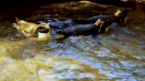 Vista Ravvicinata Dei Pinguini Rockhopper Settentrionali Che Nuotano Insieme — Video Stock