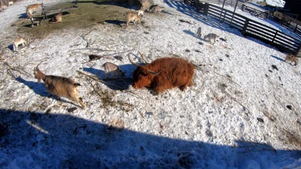 Red Peludo Escocês Highland Gado Touro Com Enormes Chifres Descansando — Vídeo de Stock