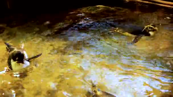 Northern Rockhopper Penguins Swimming Together Static Close Shot — Stock Video