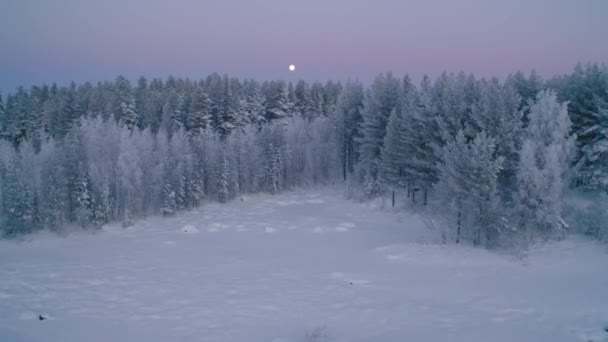 松の木に向かって夕暮れ時に美しい雪に覆われた北欧の湖を飛ぶムーンライト航空ビュー — ストック動画