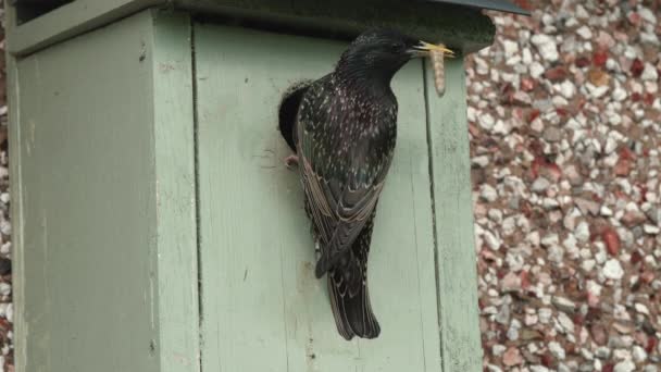 Europeu Starling Entrar Ninho Caixa Com Grub Seguida Olhando Para — Vídeo de Stock