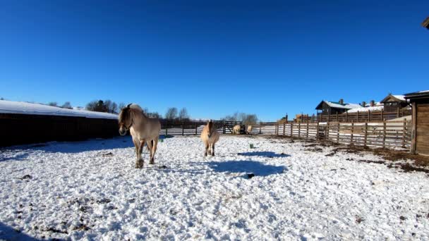 Fjording Horses Equus Caballus Walking Camera Langedrag Nature Park Norway — Stock Video