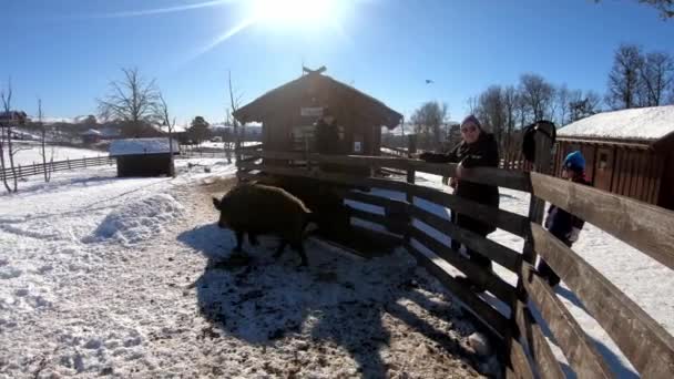 兰格拖拉自然公园动物园的篱笆内野猪 人们在阳光明媚的冬日观看 在成年猪离开的时候 手牵着它慢慢地喘息 — 图库视频影像