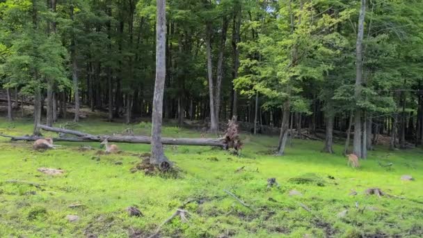 Herd Deer Ξεκούραση Και Αναζήτηση Τροφής Στο Δάσος Του Κεμπέκ — Αρχείο Βίντεο