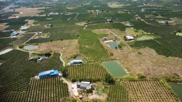 Aerial View Dragon Fruit Plantations Vietnam — Vídeo de stock