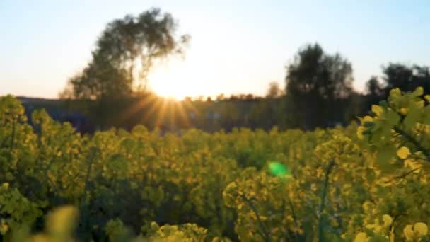 Flowering Rapeseed Field Close Sunset — Stok video