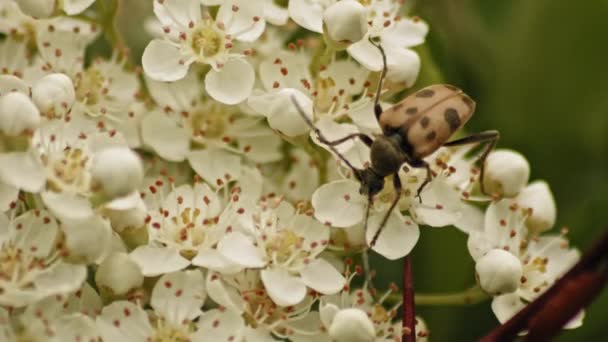 Judolia Beetle Beautiful Firethorn Shrub Flowers Close Macro Shot — Stok video