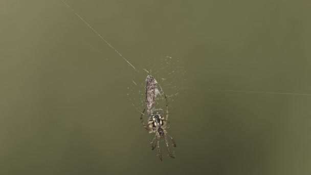 Isolated View Cricket Bat Orb Weaver Mangora Acalypha Web Prey — Wideo stockowe