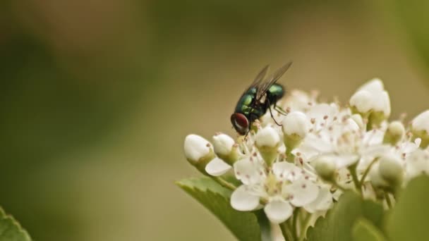 Green Bottle Lucilia Sericata Fly Feeding Pyracantha Firethorn Selective Focus — Stock video